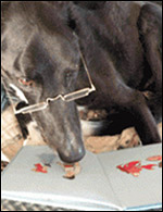 photo of dog reading a book
